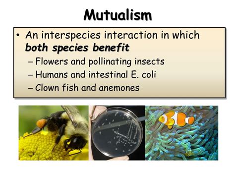 Ppt Interactions In Ecosystems Powerpoint Presentation Free Download