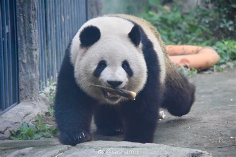 Giant Panda How To Have Twins Twin Brothers Panda Bear Cubs Giants