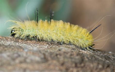 Hairy Tufted Yellow Caterpillar Acronicta Americana Bugguidenet