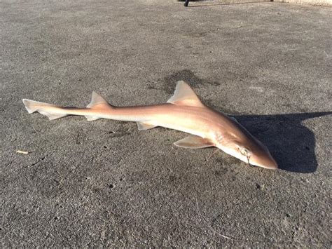 Heres A Pearlescent Brown Smoothhound Shark About 30 Caught In Sf
