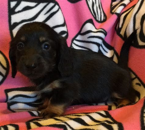 As you can see from the picture above, miniature dachshund puppies come in a variety of dachshund colors and dachshund coats. Miniature Dachshund Puppies For Sale | Ottertail, MN #243495