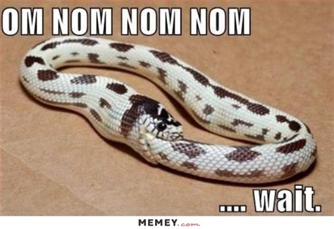 Funny Snake Memes Image Memes At