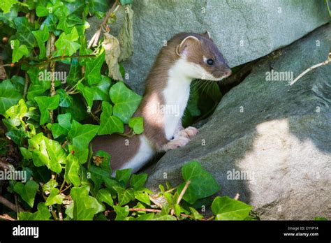 Ermine Stoat Short Tailed Weasel Mustela Erminea Looking Out An