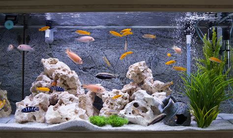 7 Awesome Fish Tank Ideas Every Diy Enthusiast Will Love