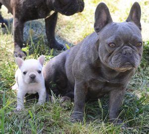 Alibaba.com offers 1,393 french bulldog size products. Teacup French Bulldog Full Grown | amulette