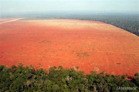 These Shocking Photos Of The Disappearing Amazon Rainforest Are A