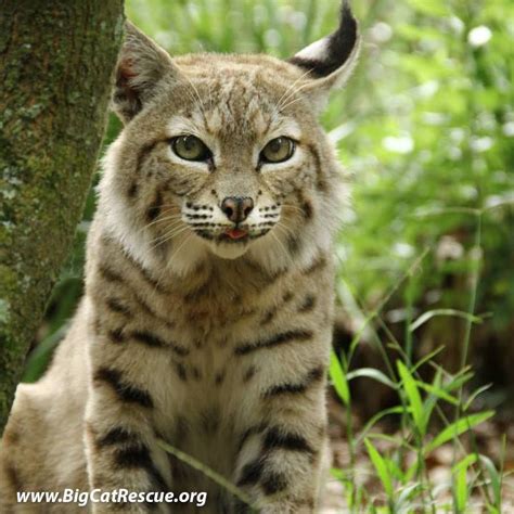 Chicago cat rescue is dedicated to helping animals in need. Pin on Exotic Felines