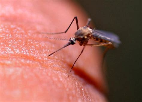 Animal Quick Facts Why Mosquitoes Bite Some People More Than Others