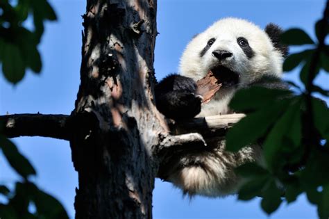 Tree Taster Fu Bao Zoo Vienna By Josef Gelernter On 500px