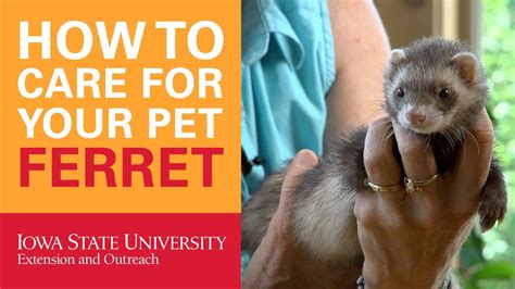 How To Care For Your Pet Ferret