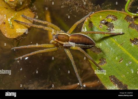 Female Raft Spider Dolomedes Fimbriatus A Semi Aquatic Spider