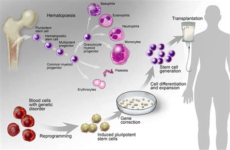 Stem Cell Biology And Regenerative Medicine Development And