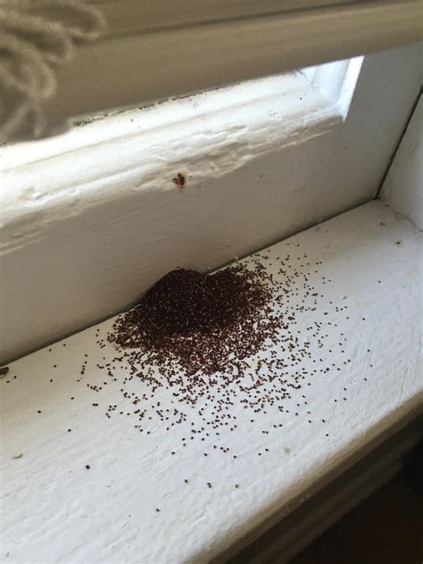 Is this what termite damage looks like? We're new to the area and not ...