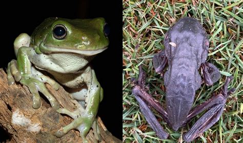Frogs Are Dying In Large Numbers Across Eastern Australia Scientists