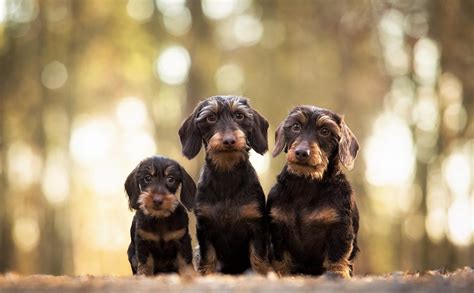 Wirehaired Dachshund Dogs Wallpaperhd Animals Wallpapers4k Wallpapers