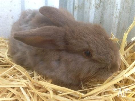Cute Baby Bunnies For Sale For Sale In Hahndorf South Australia