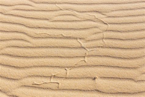 Lines In The Sand Of A Beach Stock Photo Image Of Holiday Background
