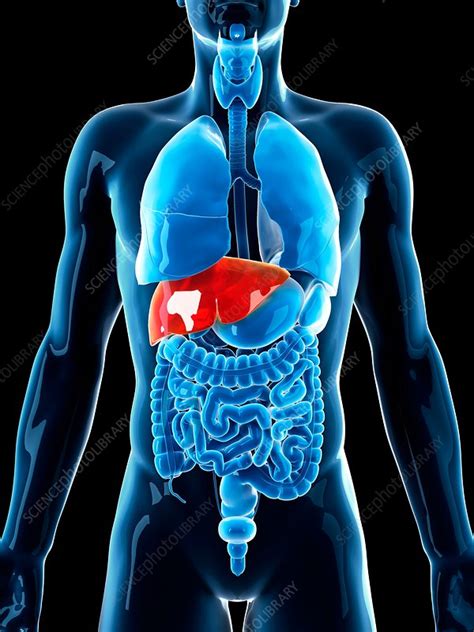 Human Liver Stock Image F0162202 Science Photo Library