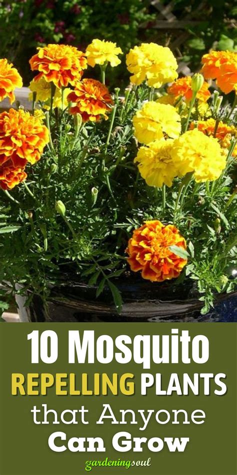 10 Mosquito Repelling Plants That Anyone Can Grow In 2021 Mosquito