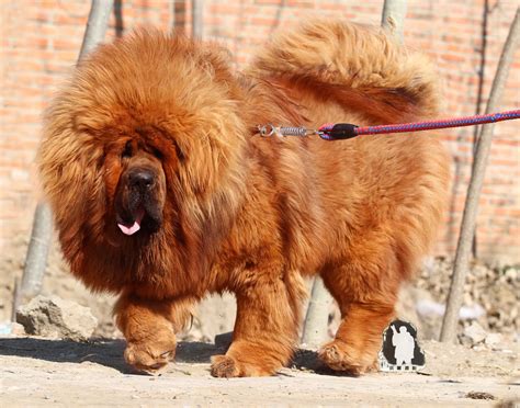 Tibetan Mastiff Dog A Rare And Protective Breed Petsmont