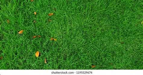 Light Green Grass Texture Stock Photo 1195529674 Shutterstock