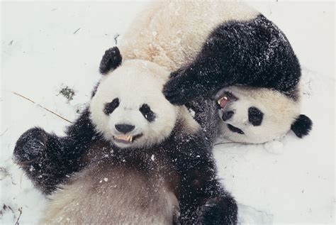 15 Pictures Of Cute Cuddly Animals Playing In The Snow