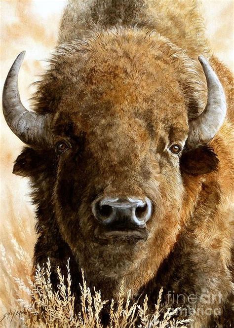 Sandy Brindle Bison Art Buffalo Animal Animal Art