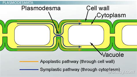 Cell Junctions Definition And Types Video And Lesson Transcript