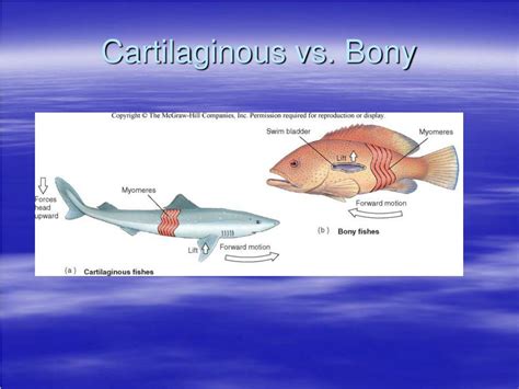 Ppt Marine Fishes Powerpoint Presentation Free Download Id662275