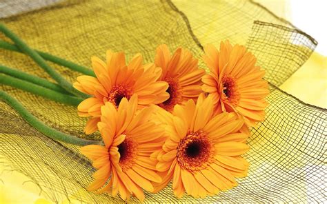 Paling Populer 24 Wallpaper Flower Orange Gambar Bunga Indah