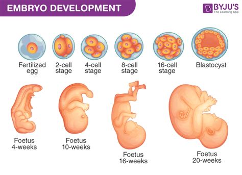 Embryology Stages Of Development