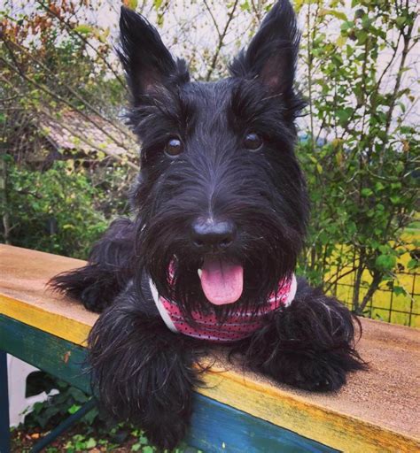 15 Interesting Facts About Scottish Terriers The Dogman
