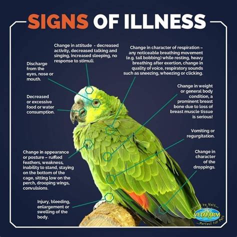 Signs Of Illness Know Your Bird And These Warning Signs Awareness