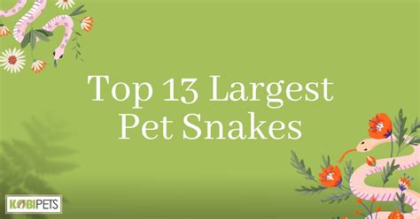 Top 13 Largest Pet Snakes Kobi Pets