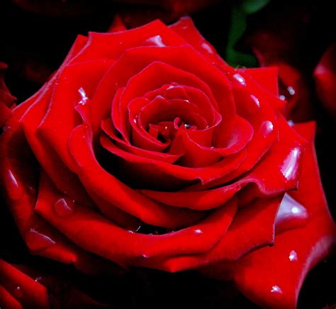 Bild Mit Rot Rosen Rose Roses Schönheit Blüte Beetrose Edelrose