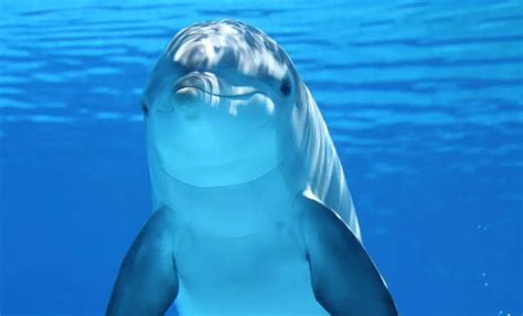 Common Bottlenose Dolphin The Animal Facts Appearance Diet Range