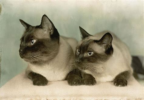 Siamese Cat Image Id 306818 Image Abyss