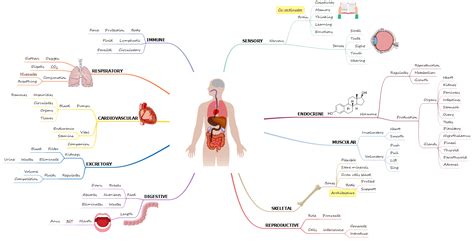 Originally drawn in the early 1970's under the auspices of dr. Human Body Anatomy Mind Map | Human body anatomy, Body ...