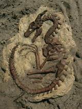 Photos of Dragon Fossils