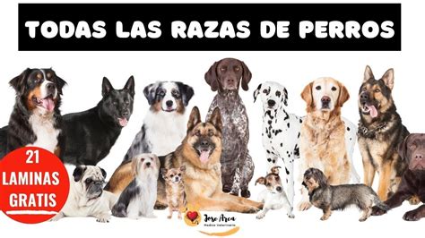 Todas Las Razas De Perros Del Mundo Y Sus Nombres Noticias Del Perro
