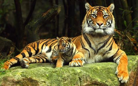 Tigers Animals Wallpaper 40428479 Fanpop
