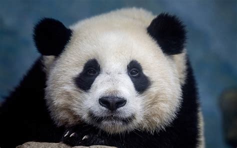 ダウンロード画像 ジャイアントパンダ かわいい動物 パンダ かわいいクマ 野生動物 中国 画面の解像度 2560x1600 壁紙