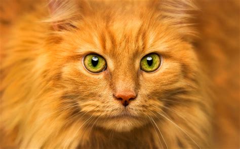 Download Wallpapers Maine Coon Ginger Cat Green Eyes Fluffy Cat