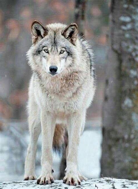 Gray Wolf Loup Gris Loup Sauvage Images Loup
