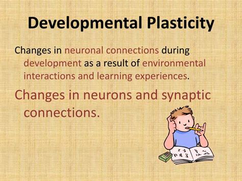 Ppt Brain Plasticity Powerpoint Presentation Id2011086