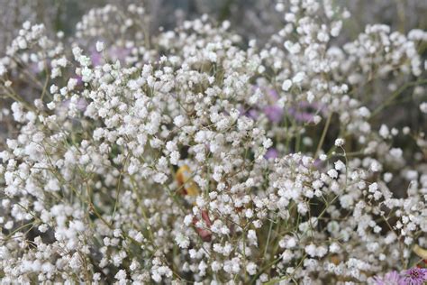 Diseases Of Baby's Breath Plant - Controlling Problems With Baby's Breath Plants