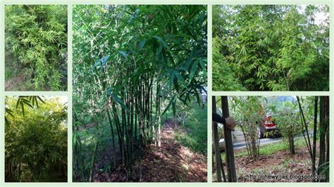 Chat with live cams girls on fr.chaturbate.com! ChewyJas - Singapore Lifestyle Blogger : I'm a Panda Party ...