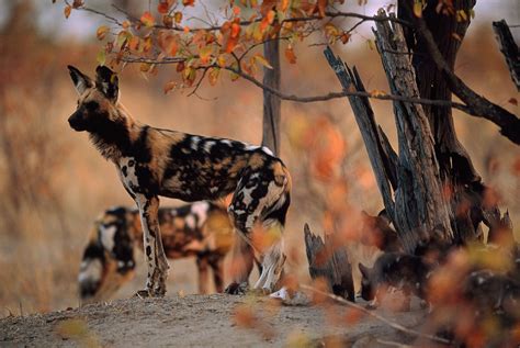 african wild dog wallpapers backgrounds