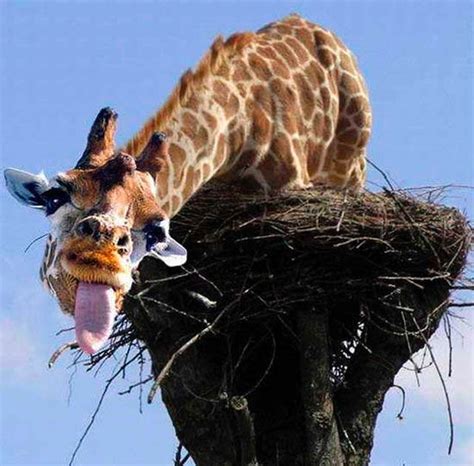 Crazy Giraffes ~ Funny Joke Pictures