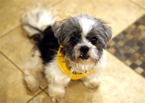 Donations made to paws animal rescue are tax deductible and help feed and care for homeless animals. Friday's Friend! Dog Adoption, Paws for Seniors | from the ...